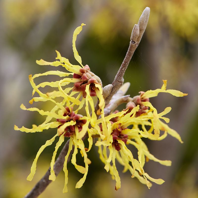 Witch Hazel