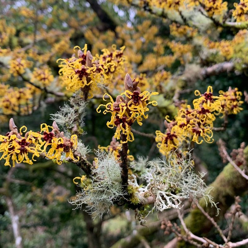 Witch Hazel