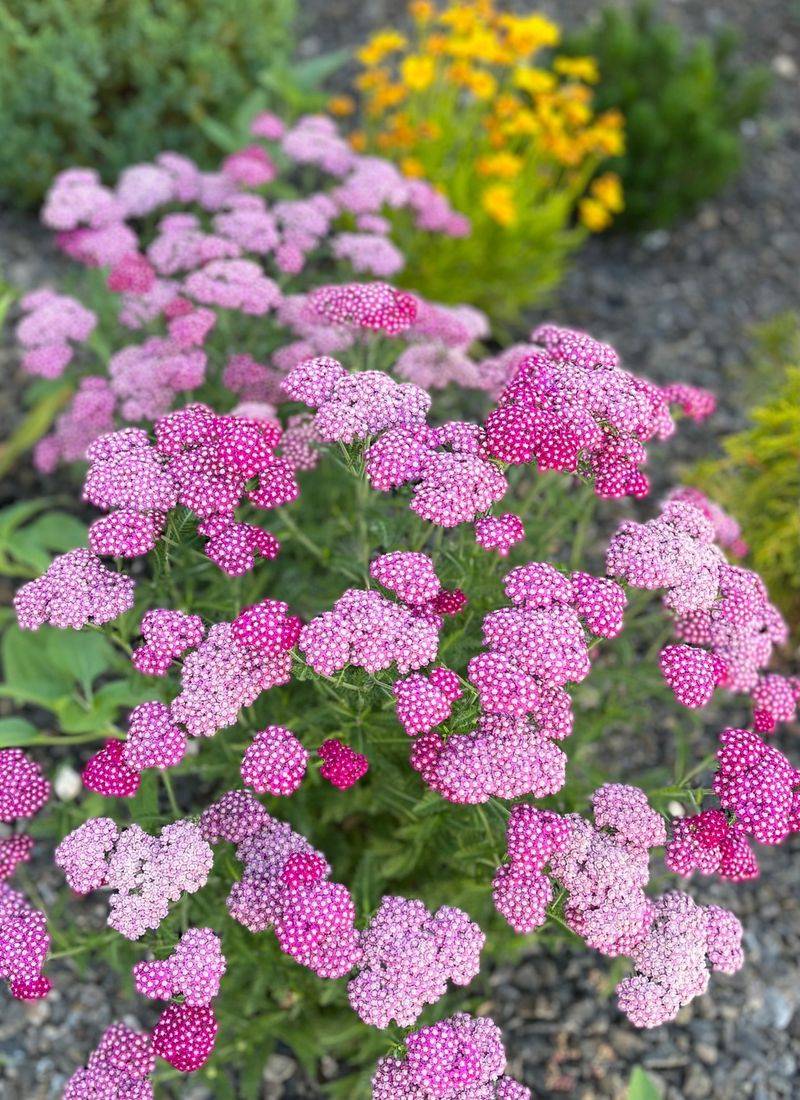 Yarrow