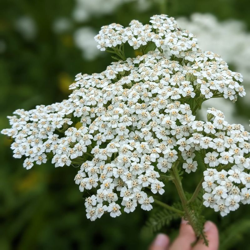 Yarrow (Achillea)