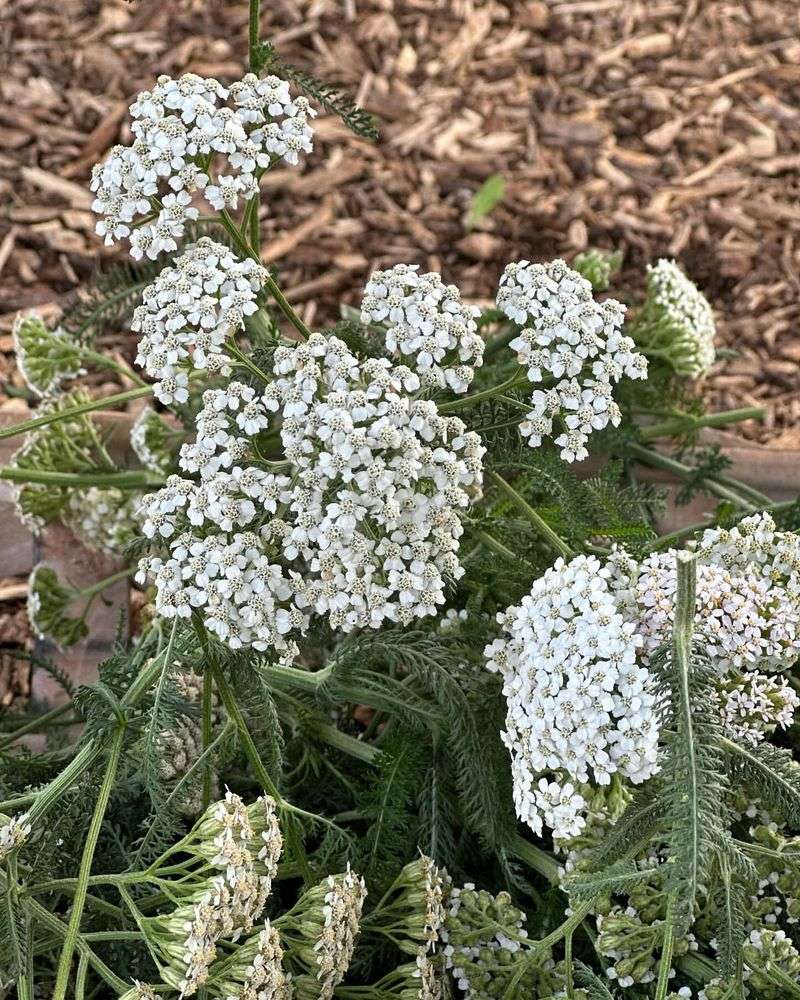 Yarrow