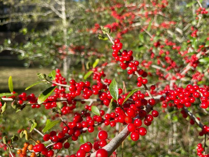 Yaupon Holly