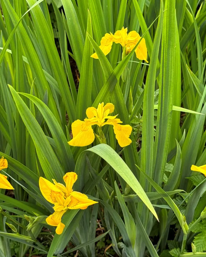 Yellow Flag Iris