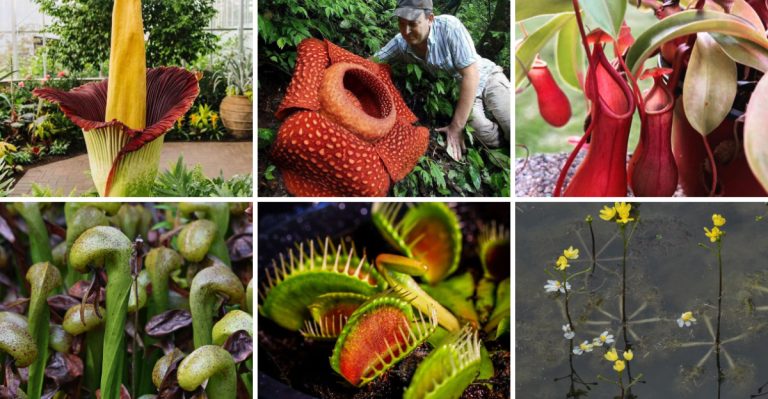 You Won’t Believe These 13 Plants That Act Just Like Animals