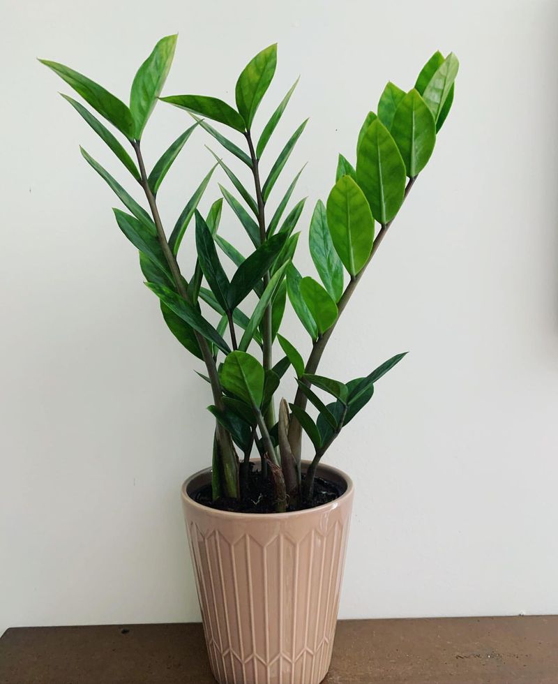 ZZ Plant