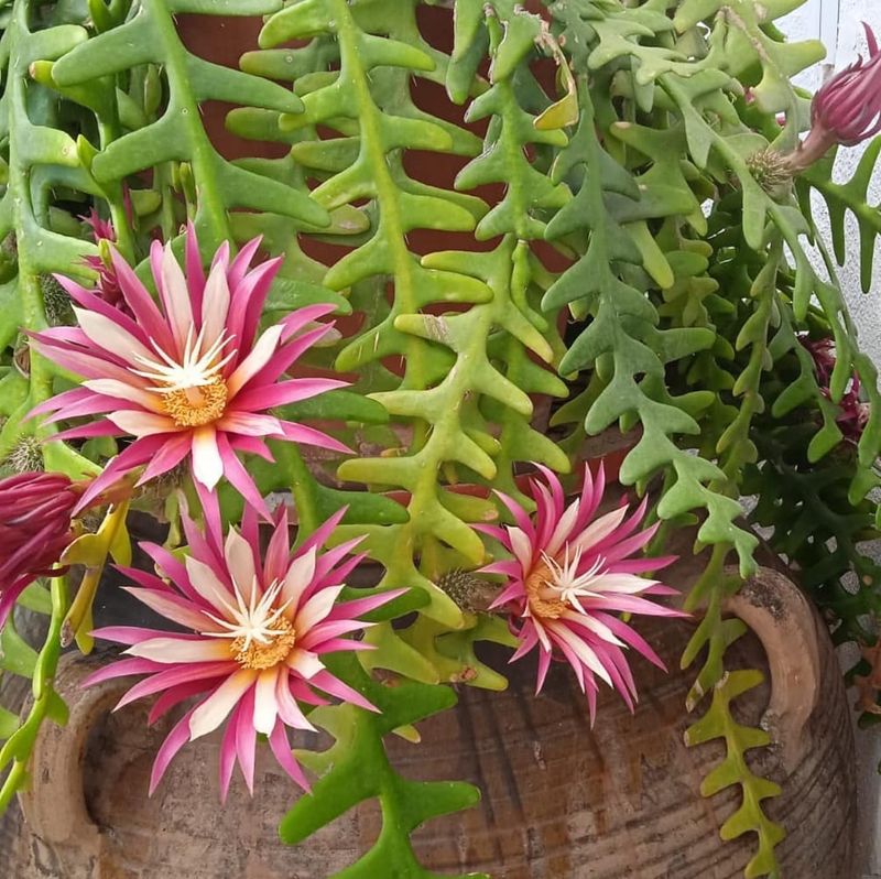 Zigzag Cactus (Selenicereus anthonyanus)