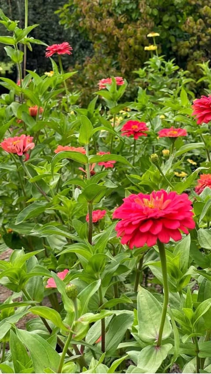 Zinnia