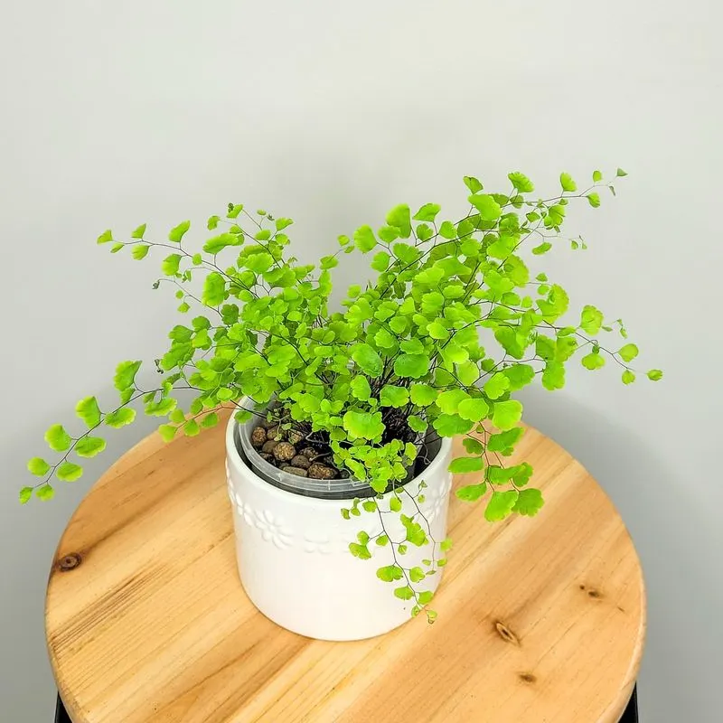 1. Maidenhair Fern