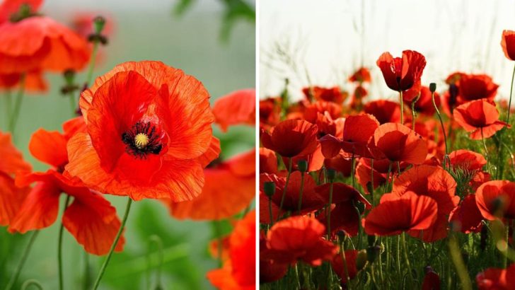 10 Essential Tips for Growing and Caring for Poppy Flowers