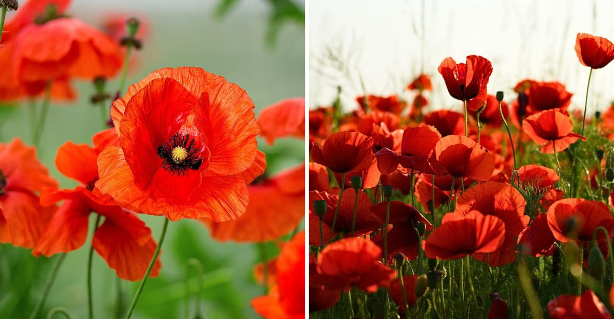 10 Essential Tips For Growing And Caring For Poppy Flowers