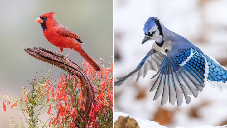 10 Everyday Birds That Visit Your Yard and the Messages They Represent