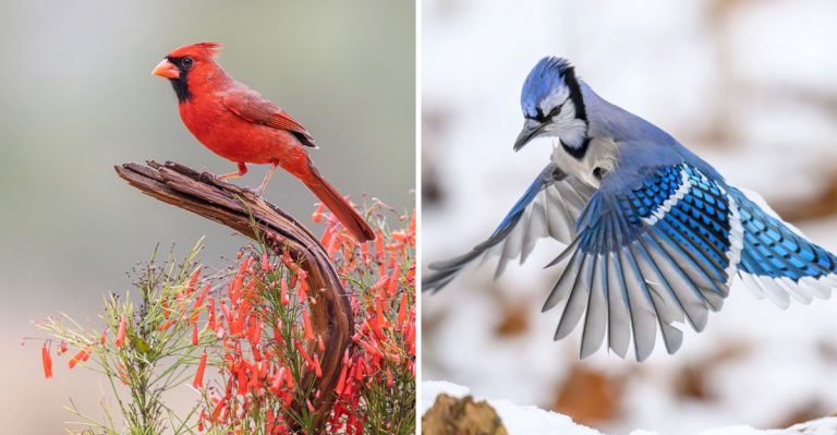 10 Everyday Birds That Visit Your Yard and the Messages They Represent
