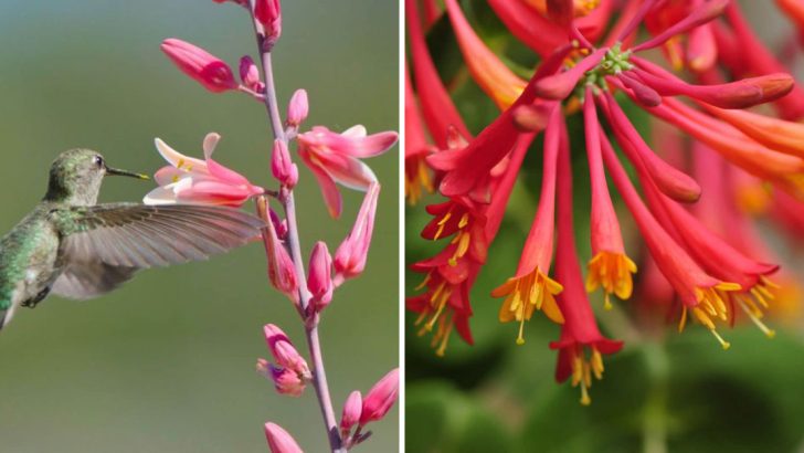 10 Fiery Red Flowers That Will Have Hummingbirds Racing to Your Yard