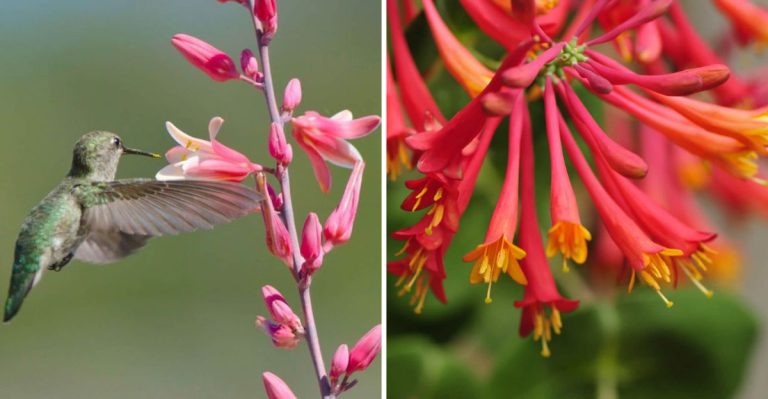10 Fiery Red Flowers That Will Have Hummingbirds Racing to Your Yard