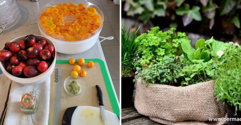 10 Key Principles of Permaculture Design for Beginners
