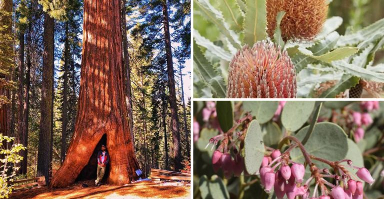 10 Plants That Rely on Fire to Reproduce and Thrive