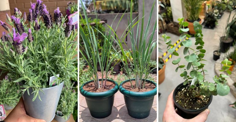 10 Plants That Repel Fleas and Ticks Naturally