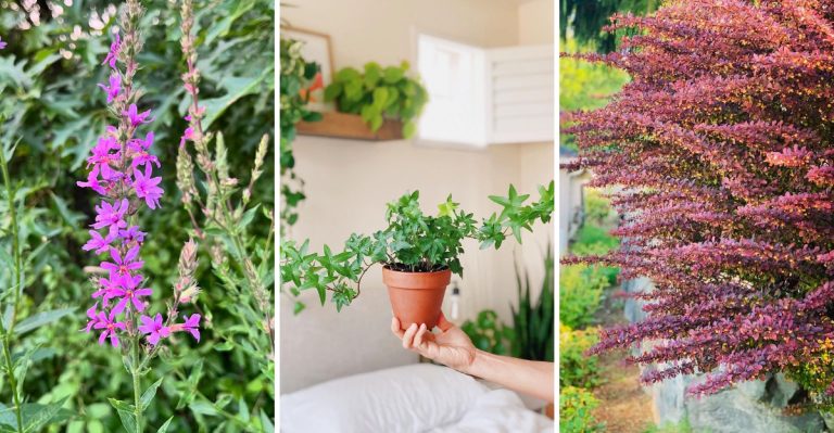 10 Plants You’re Not Allowed to Grow in the United States