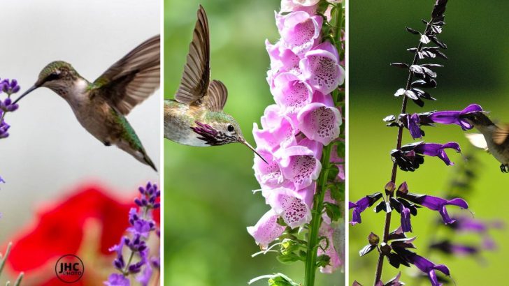 10 Purple Blooms That Will Have Hummingbirds Dancing in Your Garden