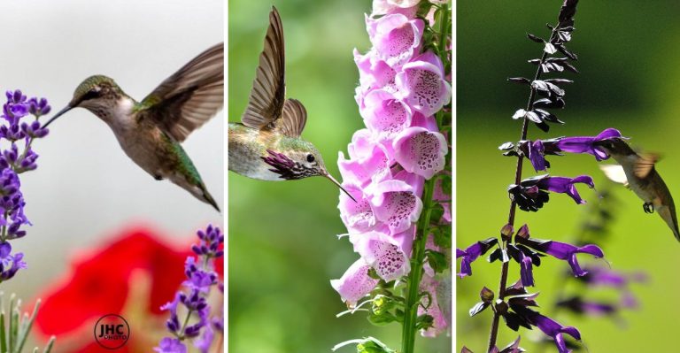 10 Purple Blooms That Will Have Hummingbirds Dancing in Your Garden