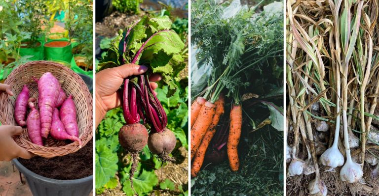10 Resilient Crops Every Survival Garden Should Include