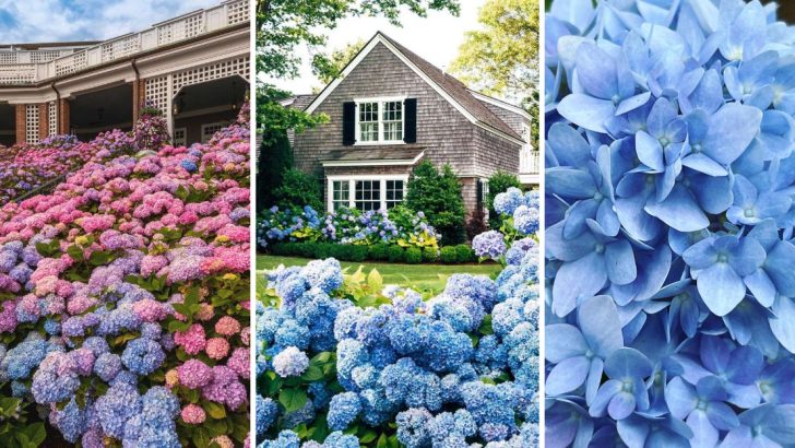 10 Secrets About Hydrangea Care That Even Experts Don’t Tell You