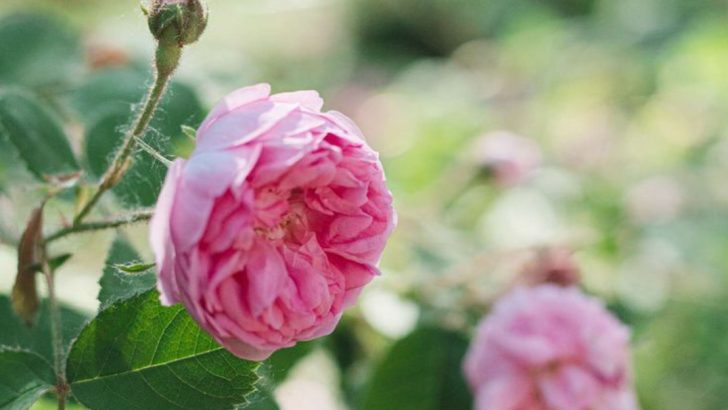 10 Secrets to Growing Perfect Hybrid Tea Roses in Your Garden