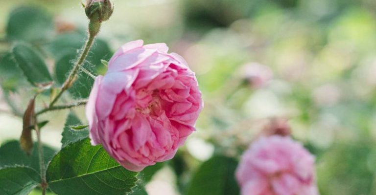 10 Secrets to Growing Perfect Hybrid Tea Roses in Your Garden
