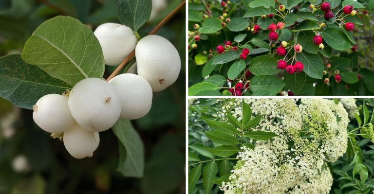10 Shrubs That Make Your Yard a Favorite Spot for Robins