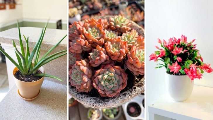 9 Succulents That Practically Thrive on Neglect – Perfect for Your Indoor Garden