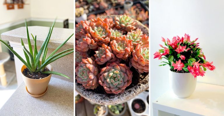 9 Succulents That Practically Thrive on Neglect – Perfect for Your Indoor Garden