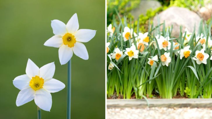 10 Tips for Planting Narcissus Bulbs Now to Ensure Stunning Blooms This Upcoming Spring