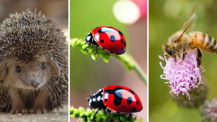 10 Unexpected Animals in Your Garden That Carry Hidden Messages