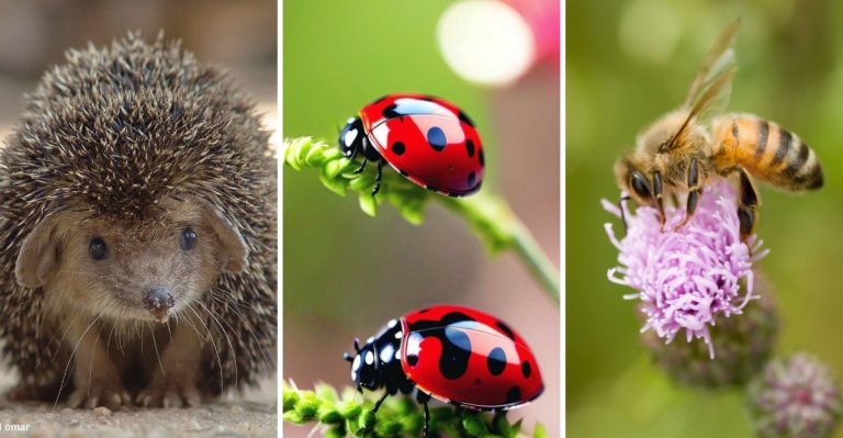 10 Unexpected Animals in Your Garden That Carry Hidden Messages