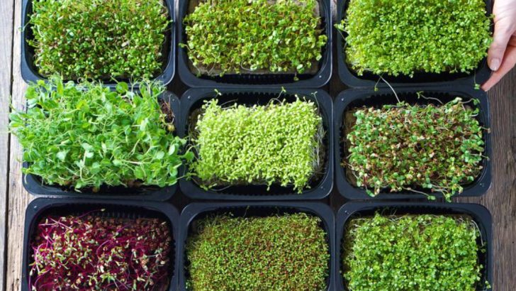 10 Ways a Small Microgreens Garden Can Lead to Big Profits