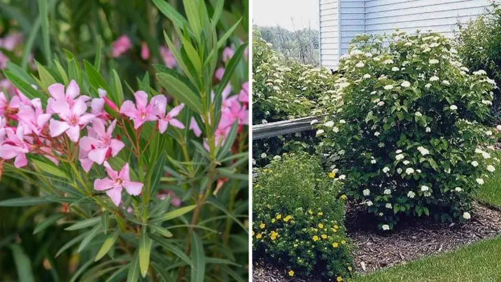 10 Wind-Resistant Shrubs That Add Beauty and Shield Your Yard