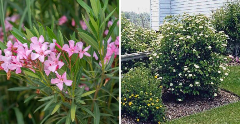 10 Wind-Resistant Shrubs That Add Beauty and Shield Your Yard