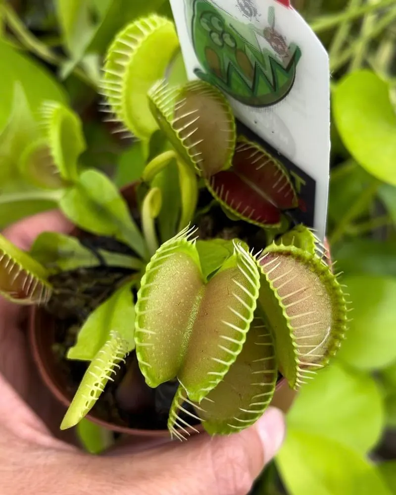 10. Venus Flytrap