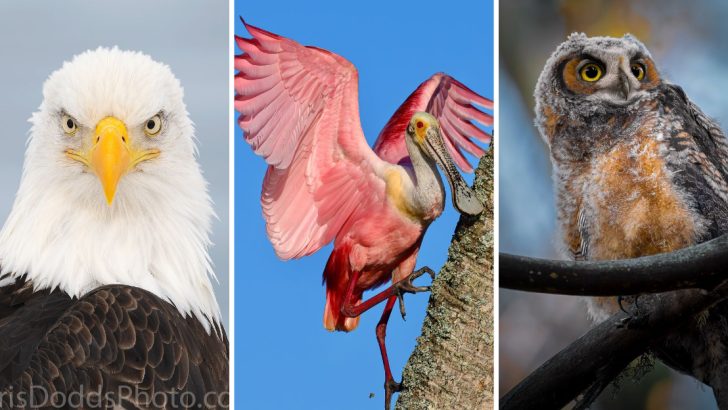 11 Breathtaking Birds You Can Spot Across the United States