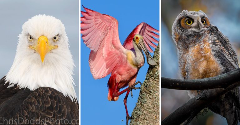11 Breathtaking Birds You Can Spot Across the United States