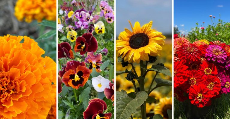 11 Cheap and Cheerful Plants That Will Transform Your Garden