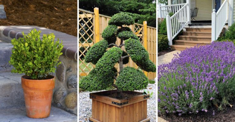 11 Compact Bushes Perfect for Small Front Yards