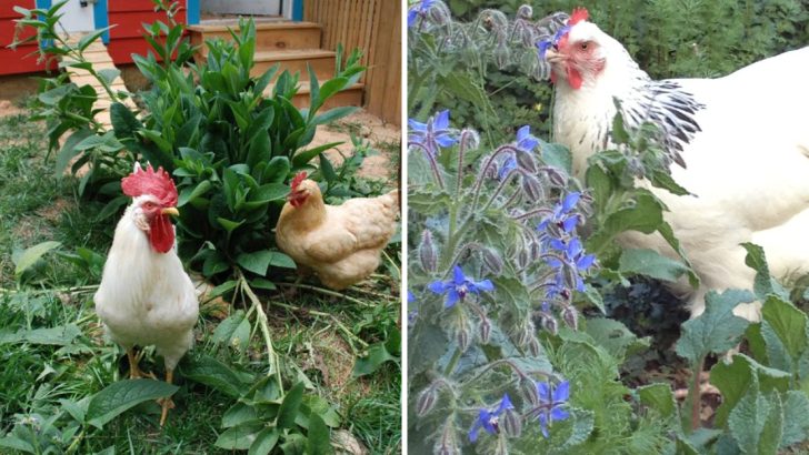 11 Essential Plants Every Chicken Keeper Should Grow for Happy Flocks