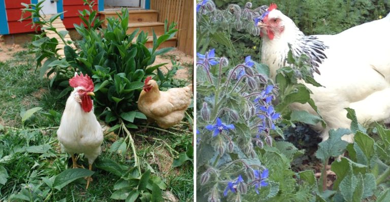 11 Essential Plants Every Chicken Keeper Should Grow for Happy Flocks