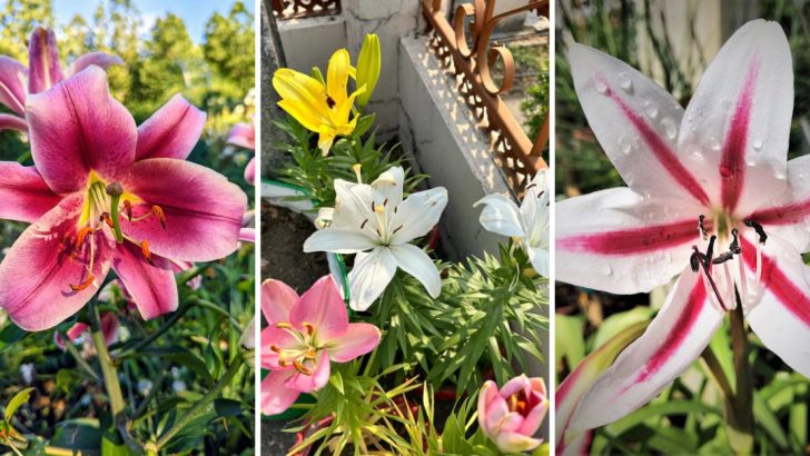 11 Facts About Lilies That Every Flower Lover Should Know