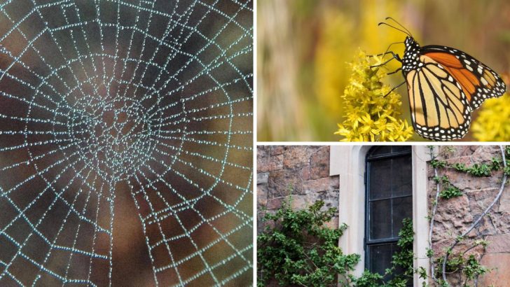 11 Hidden Symbols in Your Garden That Reveal Nature’s Deeper Secrets