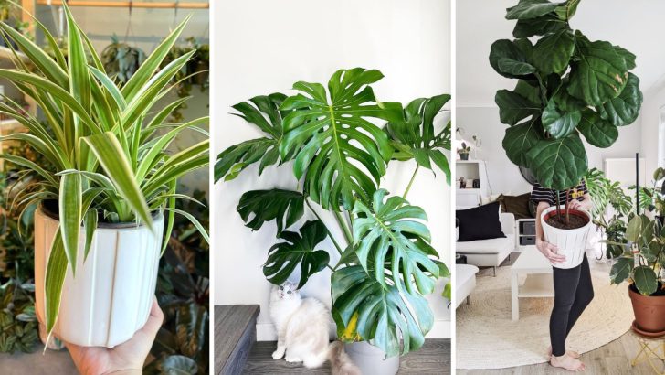 11 Houseplants That Took Over Homes in the ’70s – and Are Cool Again