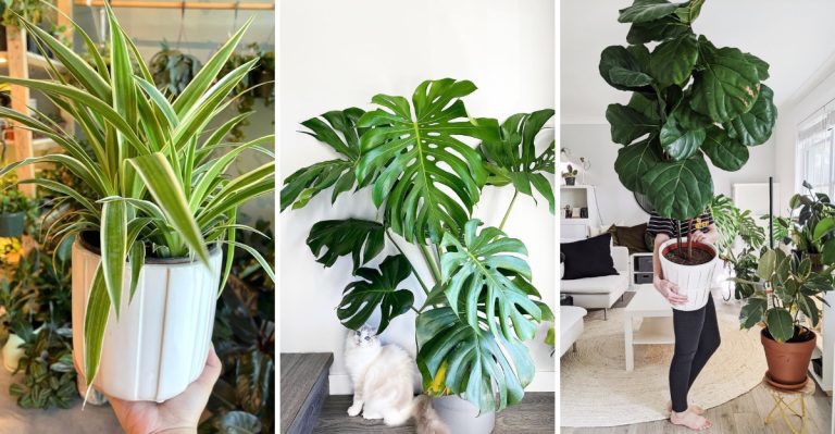 11 Houseplants That Took Over Homes in the ’70s – and Are Cool Again