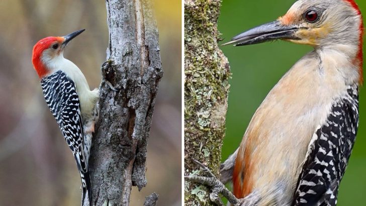 11 Incredible Woodpecker Facts That Will Blow Your Mind