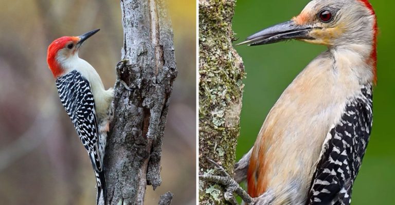11 Incredible Woodpecker Facts That Will Blow Your Mind